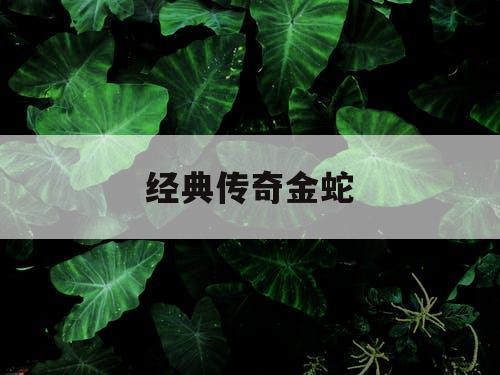 经典传奇金蛇